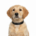 Dog - Coastal Pet Single Nylon Dog Collar